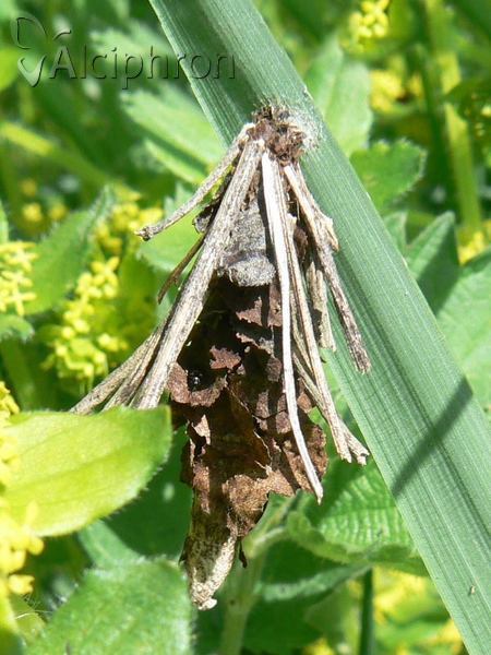 Canephora hirsuta