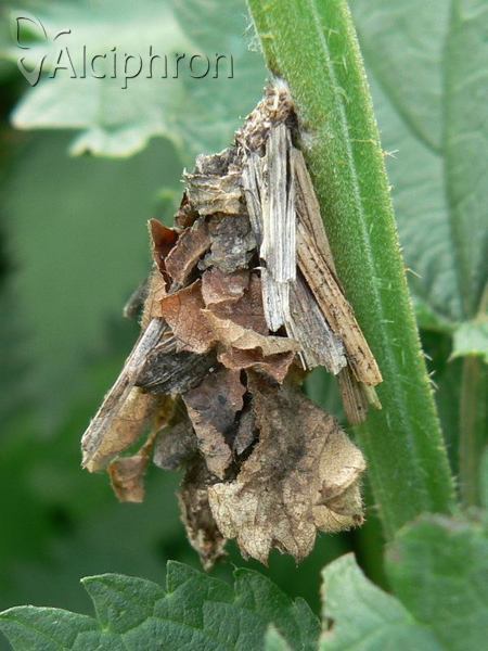 Canephora hirsuta