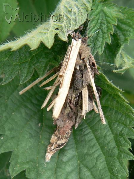 Canephora hirsuta