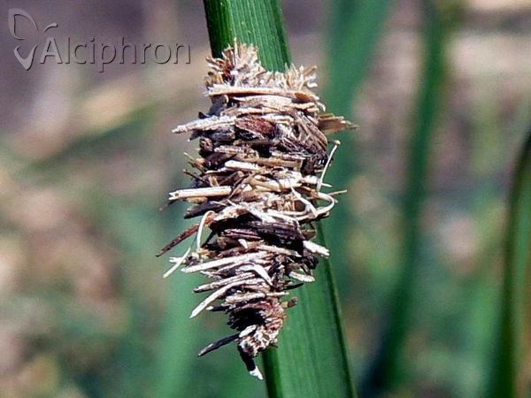 Ptilocephala pyrenaella