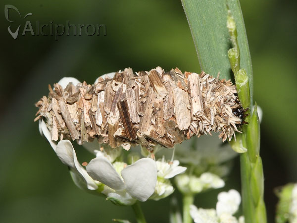 Megalophanes viciella