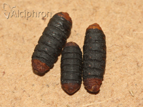 Megalophanes viciella