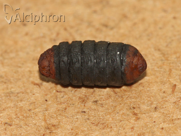 Megalophanes viciella