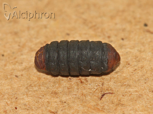 Megalophanes viciella