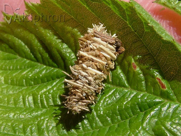 Megalophanes viciella