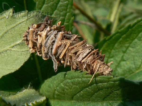 Megalophanes viciella