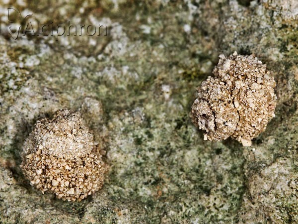 Apterona helicoidella