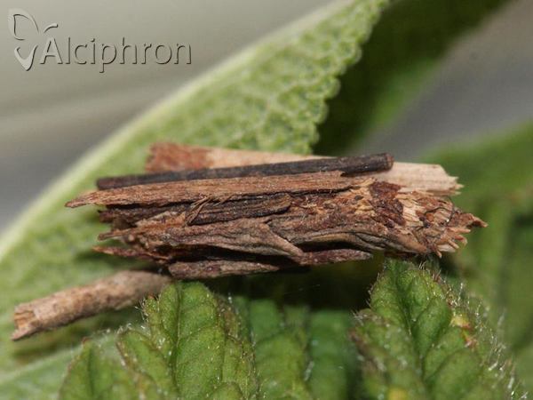 Psyche crassiorella