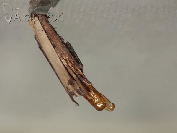 Psyche crassiorella
