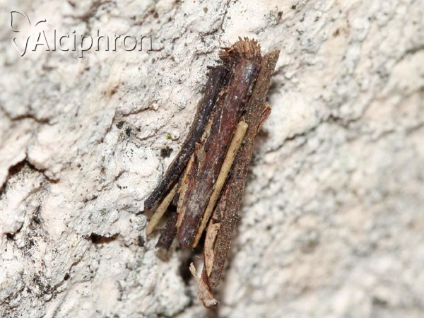 Psyche crassiorella