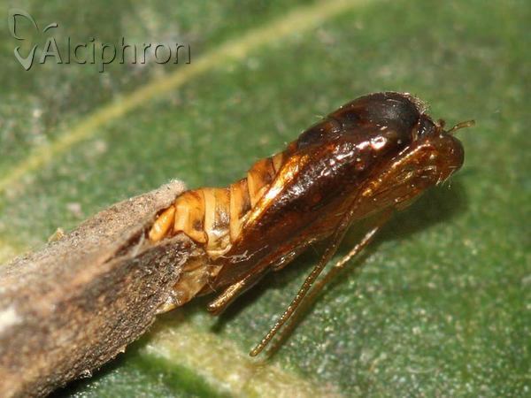 Taleporia politella