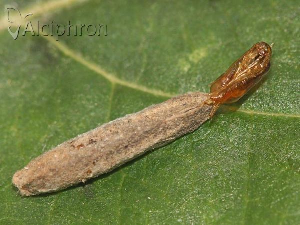 Taleporia politella
