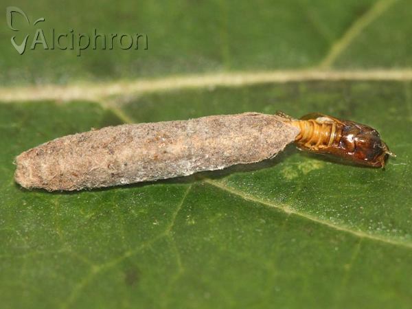 Taleporia politella