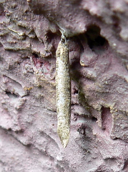 Taleporia tubulosa