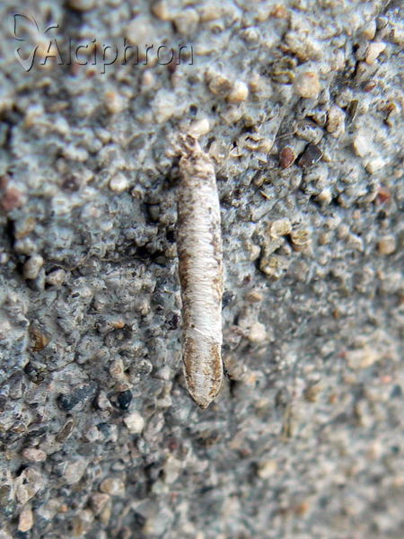 Taleporia tubulosa