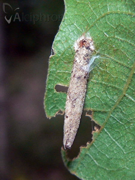 Taleporia tubulosa