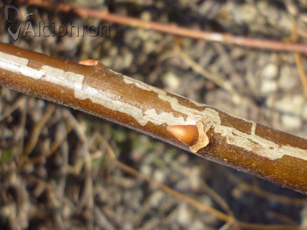 Phyllocnistis saligna