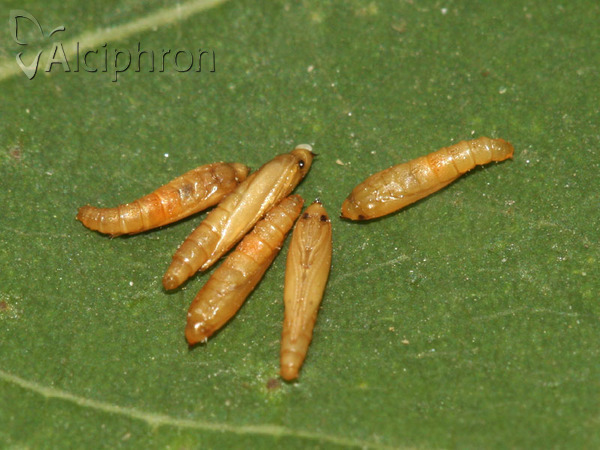 Phyllocnistis vitegenella