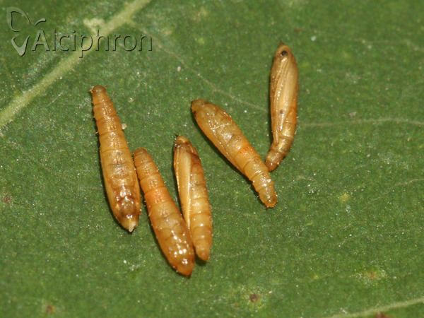 Phyllocnistis vitegenella