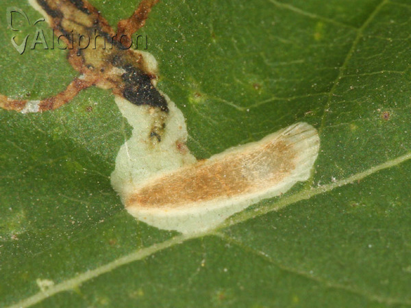 Phyllocnistis vitegenella