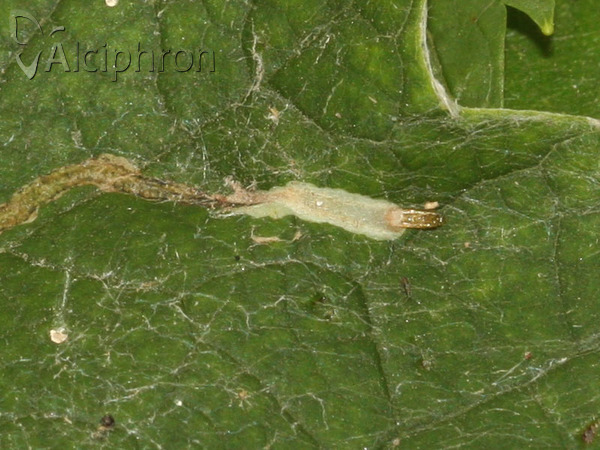 Phyllocnistis vitegenella