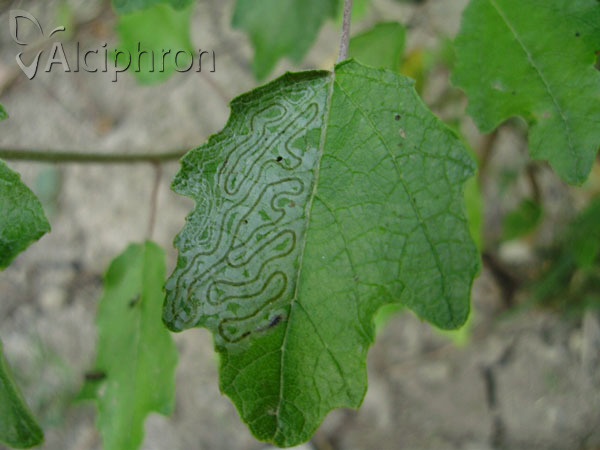 Phyllocnistis xenia