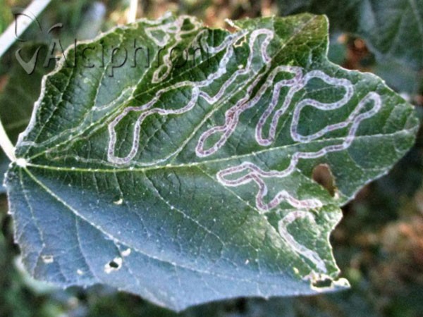 Phyllocnistis xenia