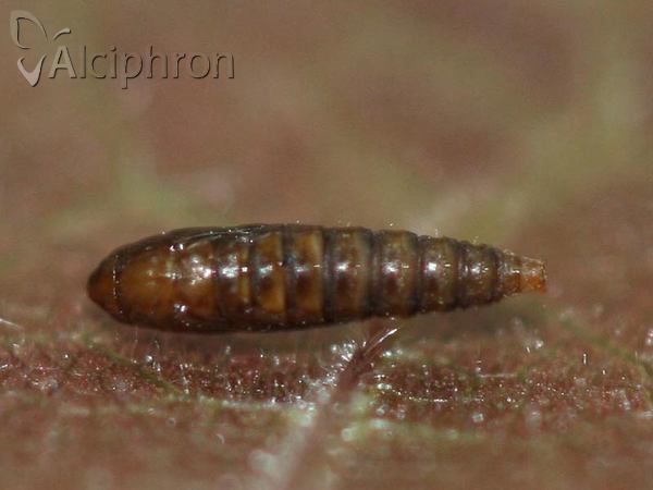 Cameraria ohridella