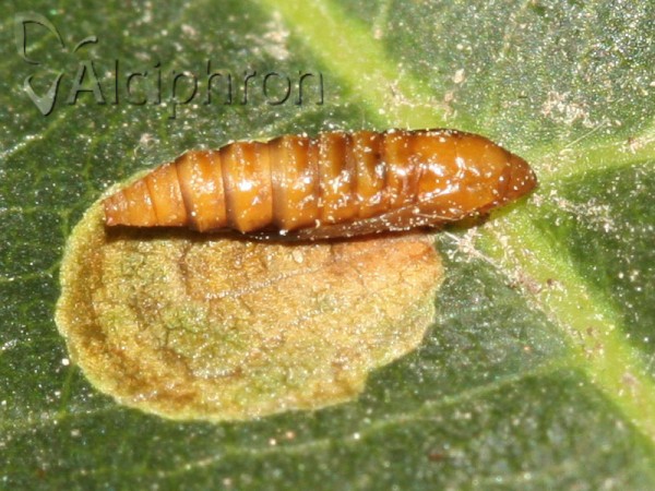 Cameraria ohridella