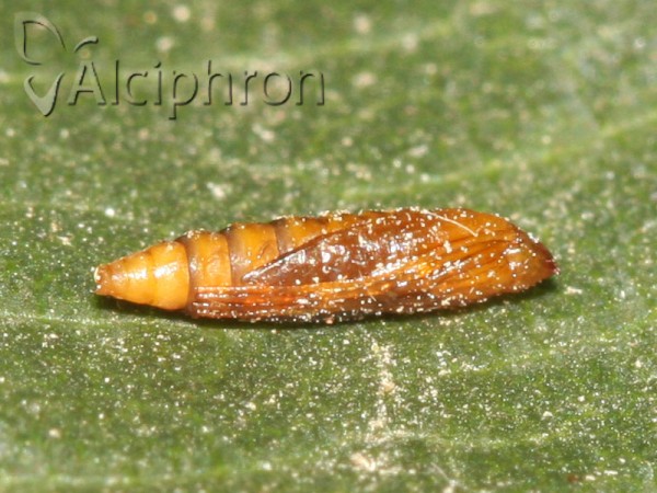 Cameraria ohridella