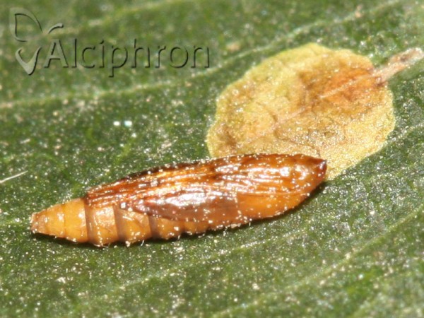 Cameraria ohridella