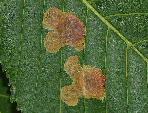 Cameraria ohridella