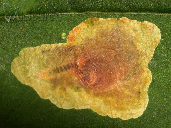 Cameraria ohridella