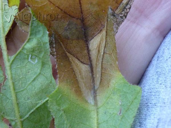 Phyllonorycter lautella
