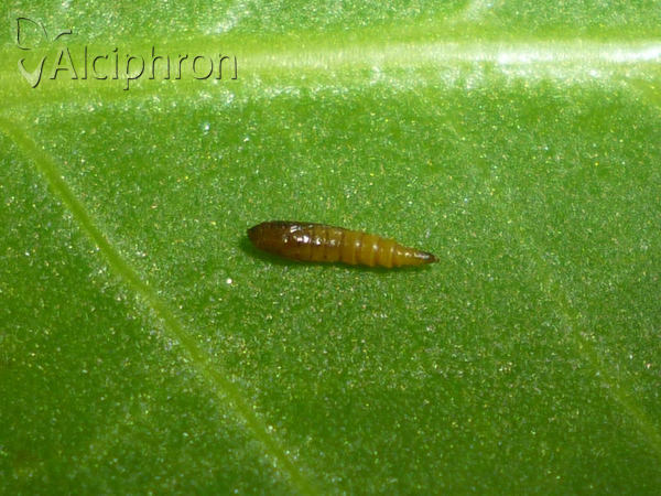 Phyllonorycter lautella