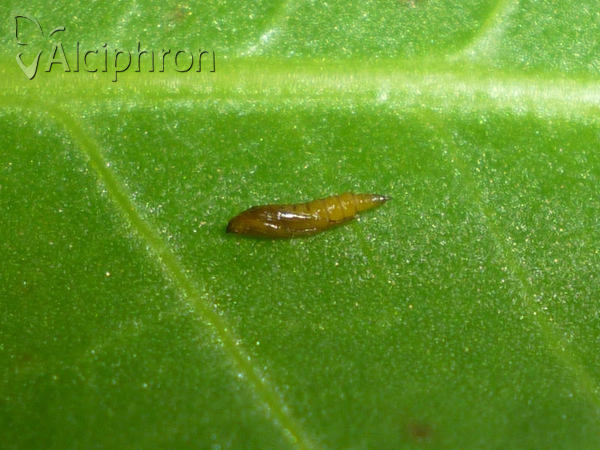 Phyllonorycter lautella