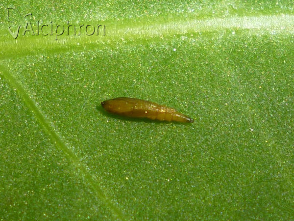 Phyllonorycter lautella