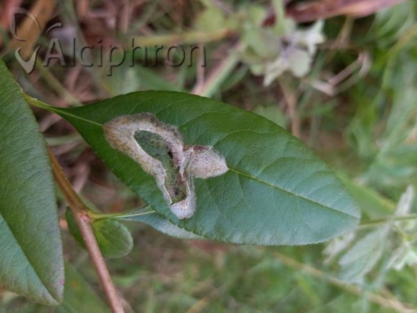 Phyllonorycter leucographella