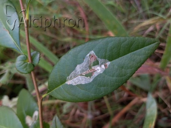 Phyllonorycter leucographella