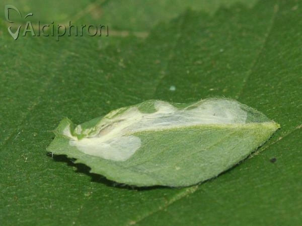 Phyllonorycter medicaginella