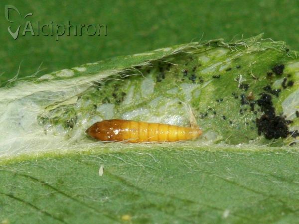 Phyllonorycter medicaginella
