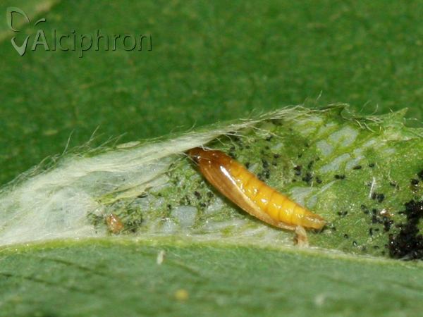 Phyllonorycter medicaginella