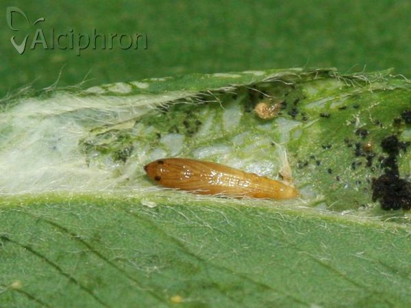 Phyllonorycter medicaginella