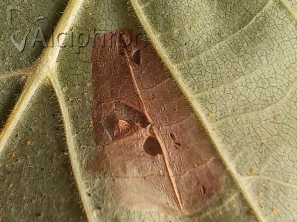 Phyllonorycter nicellii