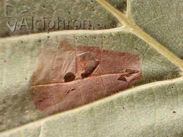 Phyllonorycter nicellii