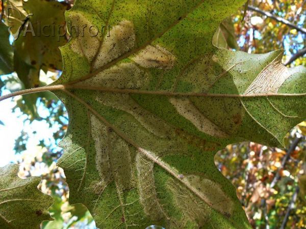 Phyllonorycter platani