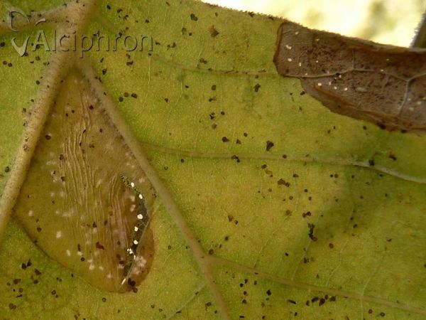Phyllonorycter platani