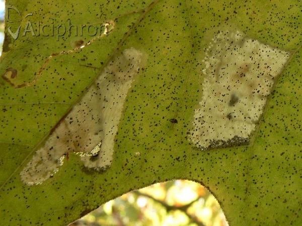 Phyllonorycter platani