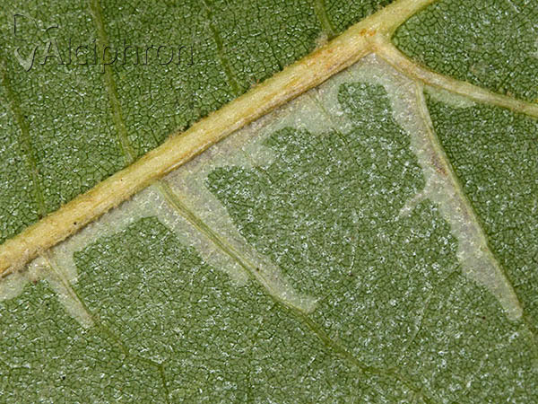 Phyllonorycter platani