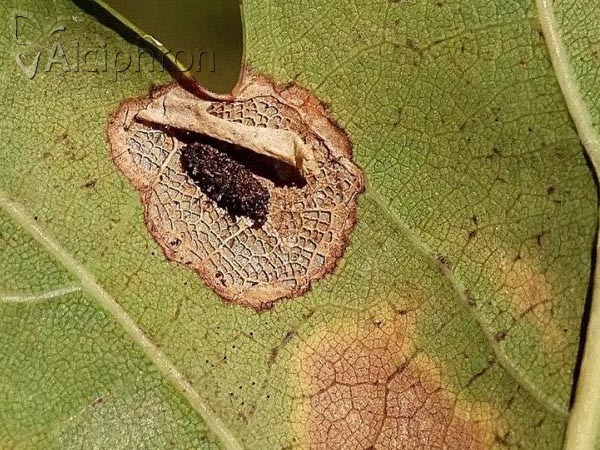 Phyllonorycter quercifoliella
